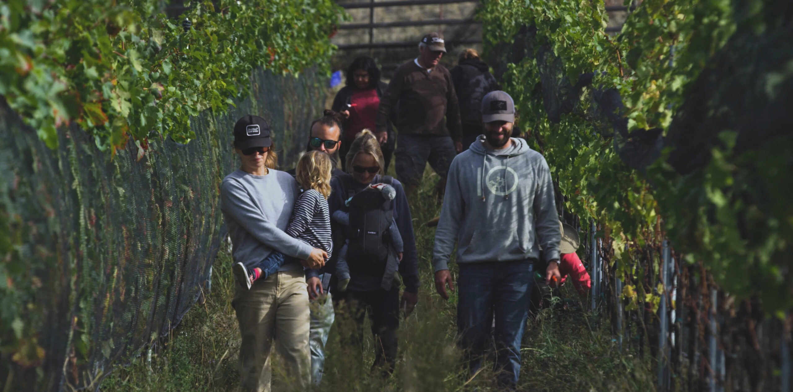 Group of people walking through lush grapevines at Echo Bay Vineyard, enjoying a vineyard tour and scenic outdoor experience.